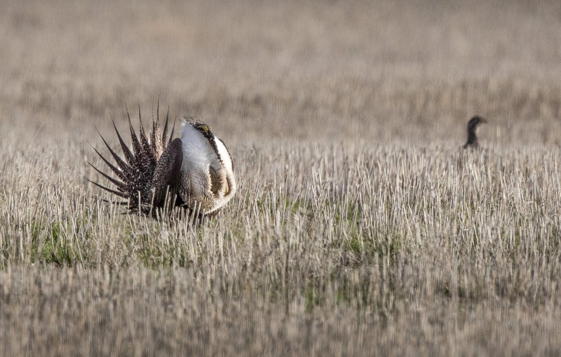 Sage grouse